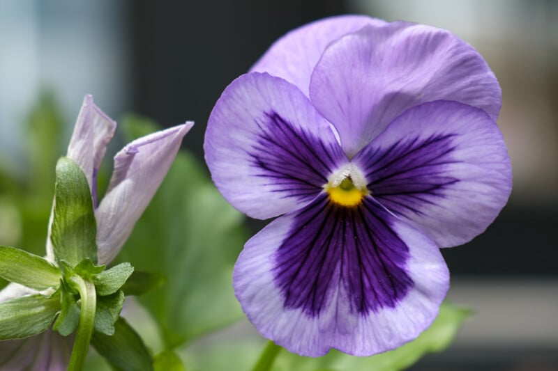 Close-up of a purple pansy in full bloom, displaying dark purple lines radiating from its center. To the left, a bud is about to open. The background is softly blurred, emphasizing the flower's delicate petals and vibrant colors.