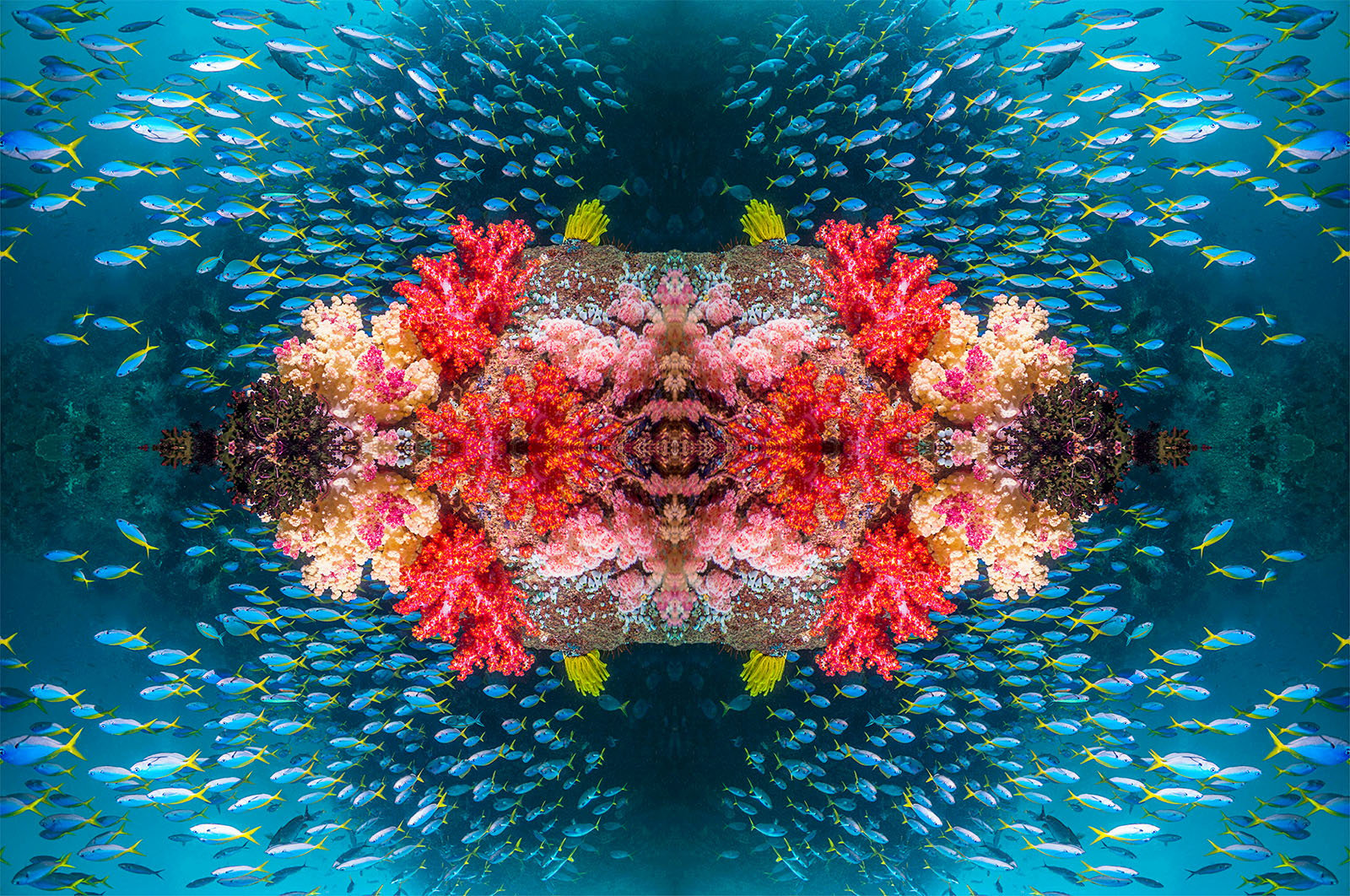 An underwater scene showcases a symmetrical arrangement of vibrant coral and colorful fish. Clusters of red, pink, and purple coral are centralized, surrounded by schools of blue and yellow fish swimming in clear blue water.