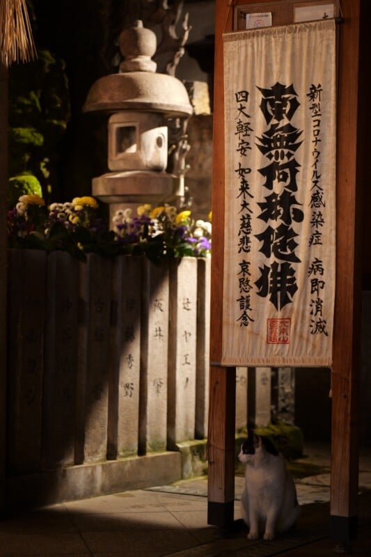A serene nighttime scene in a traditional Japanese setting, with a wooden lantern, rock wall, and flowers in the background. A cat sits beneath a tall vertical sign with Japanese text, quietly observing its surroundings.
